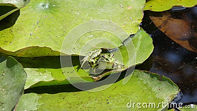frog on lily pad Stock Photo