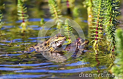 Frog mating in a pond Stock Photo