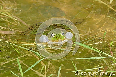 Frog frog. Mating season. End of May. Stock Photo