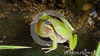 Frog in the nature green tree frog in the swamp at night close up of frog chirp closeup of frog sing cute animal, beautiful animal Stock Photo