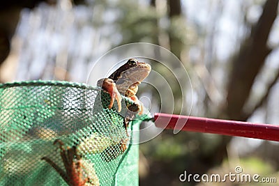 Frog in net Stock Photo