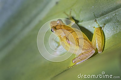 Frog At Night This frog is very quiet and hunt at the night. Stock Photo