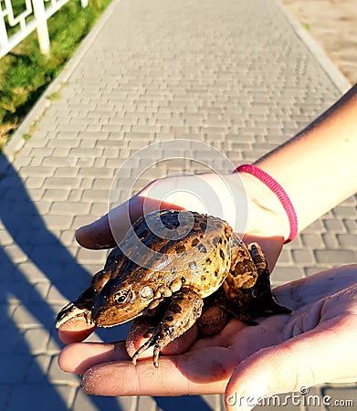 Frog in the palm Stock Photo