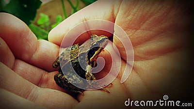 Frog on palm Stock Photo