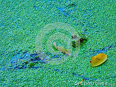 Frog in a pond: A bullfrog sits in a shallow pond filled with a duckweed growth Stock Photo