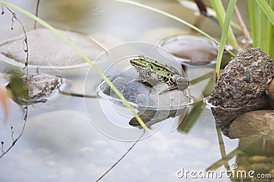 Frog in Pond Stock Photo