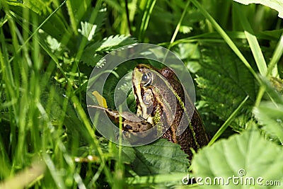 Frog Pond between grasses Stock Photo
