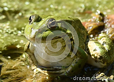 Funny Yoga Frog Stock Photo