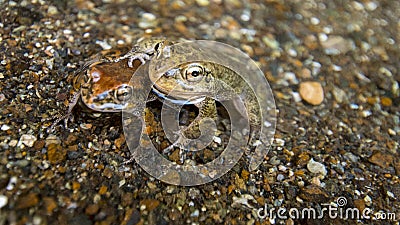 Frog pond twins rain river Stock Photo