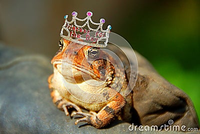 https://thumbs.dreamstime.com/x/frog-princess-3015980.jpg