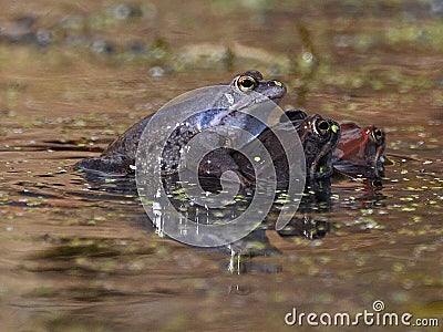 Frog Rana arvalis in a pond in spring Stock Photo