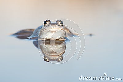 Frog and reflection Stock Photo