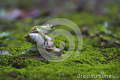 animals, frog, amphibians, animal, animales, animalwildlife, crocodile, dumpy, dumpyfrog, face, frog, green, macro, mammals Stock Photo