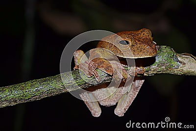 The frog of Sabah, Borneo. Stock Photo