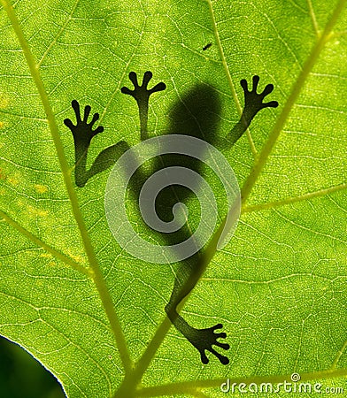 Frog shadow Stock Photo