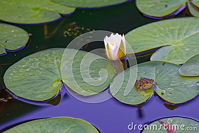 Frog with water lily Stock Photo