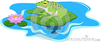 Frog sitting on Water lily leaf Stock Photo