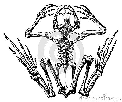 Frog skeleton I Antique Scientific Illustrations Cartoon Illustration