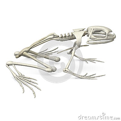 Frog skeleton from side Stock Photo