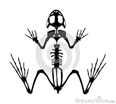 Frog skeleton silhouette isolated on white background. Animals anatomy. zoology, anatomy of amphibian. Education exam. Stock Photo