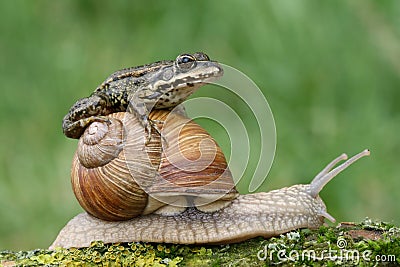 Frog on snail Stock Photo