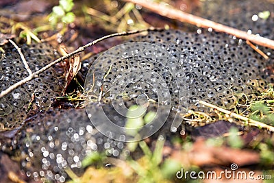 Frog spawn into a muddy soil, danger to drying up or dehydration Stock Photo