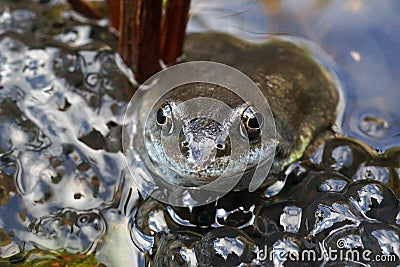 Frog with Spawn in a Pond Stock Photo