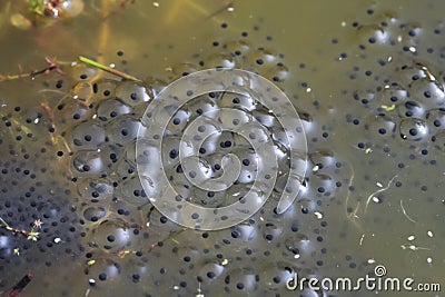 Frog spawn on pond water Stock Photo