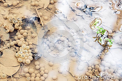 Frog spawn into a wild slough, frog egg embryo procreation Stock Photo