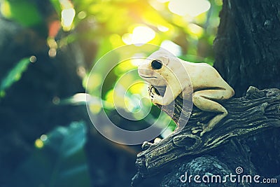 Frog statue on the old timber in vintage color style Stock Photo