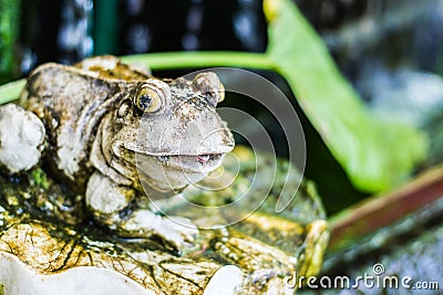 A frog statue Stock Photo