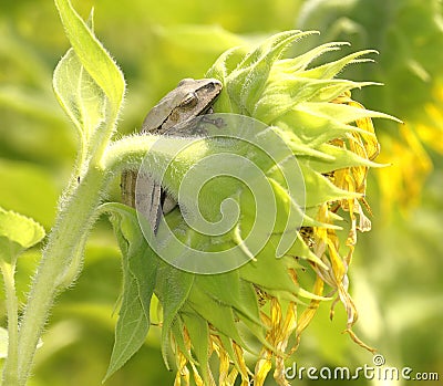 Frog and sunflower Stock Photo