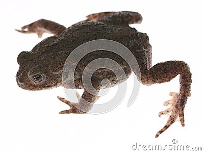 Frog toad Stock Photo