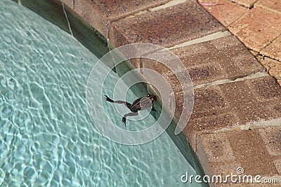 Frog trapped in swimming pool Stock Photo