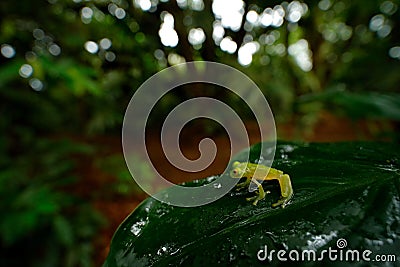 Frog in tropic habitat. FleschmannÂ´s Glass Frog, Hyalinobatrachium fleischmanni, nature habitat,. Stock Photo