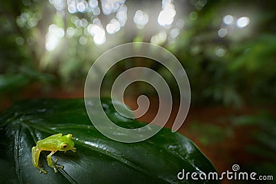 Frog in tropical habitat. Fleschmann Glass Frog, Hyalinobatrachium fleischmanni, animal with trasparent skin from Costa Rica, wide Stock Photo