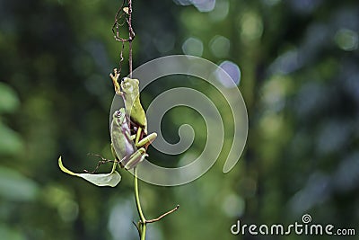 animals, frog, amphibians, animal, animales, animalwildlife, crocodile, dumpy, dumpyfrog, face, frog, green, macro, mammals, butte Stock Photo