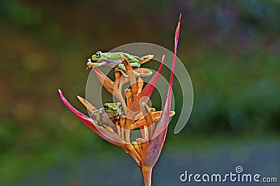 animals, frog, amphibians, animal, animales, animalwildlife, crocodile, dumpy, dumpyfrog, face, frog, green, macro, mammals, butte Stock Photo