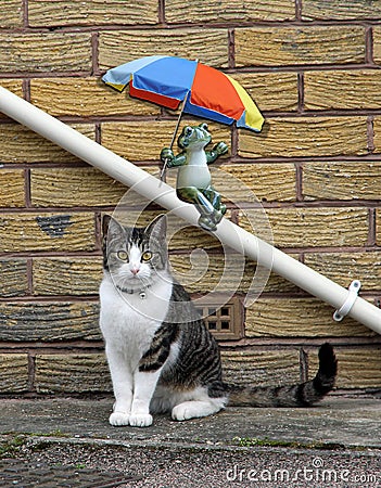 Frog with umbrella parasol sliding down drainpipe and cat posing portrait Stock Photo