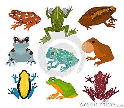 Frog vector froggy character and cartoon amphibian toad in tropical nature illustration set of fauna exotic treefrog and Vector Illustration