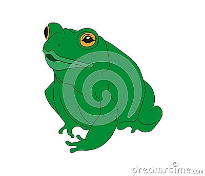 Frog vector illustration, color drawing, vector Vector Illustration