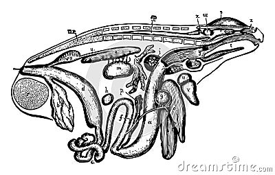 Frog Viscera, vintage illustration Vector Illustration