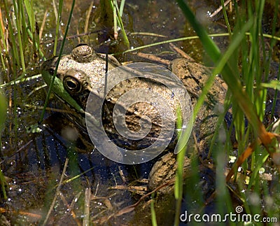 Green Frog in Water Stock Photo