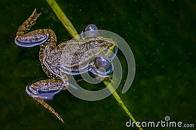 Frog in water. breeding male pool frog Pelophylax lessonae is croaking with vocal sacs in the pond at Lausanne, Switzerland. Stock Photo