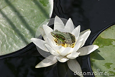 Frog on water lily Stock Photo