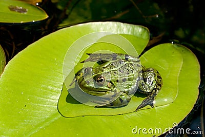 Frog on water lily leaf Stock Photo