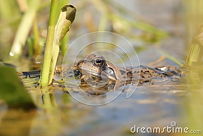 frog in the water during mating close up of a pond season on sunny spring morning april Stock Photo