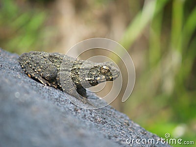 A frog by a waterfall Stock Photo