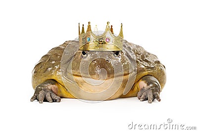 Frog Wearing Prince Crown Stock Photo