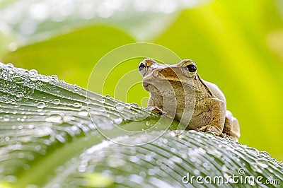 Frog in the wild Stock Photo